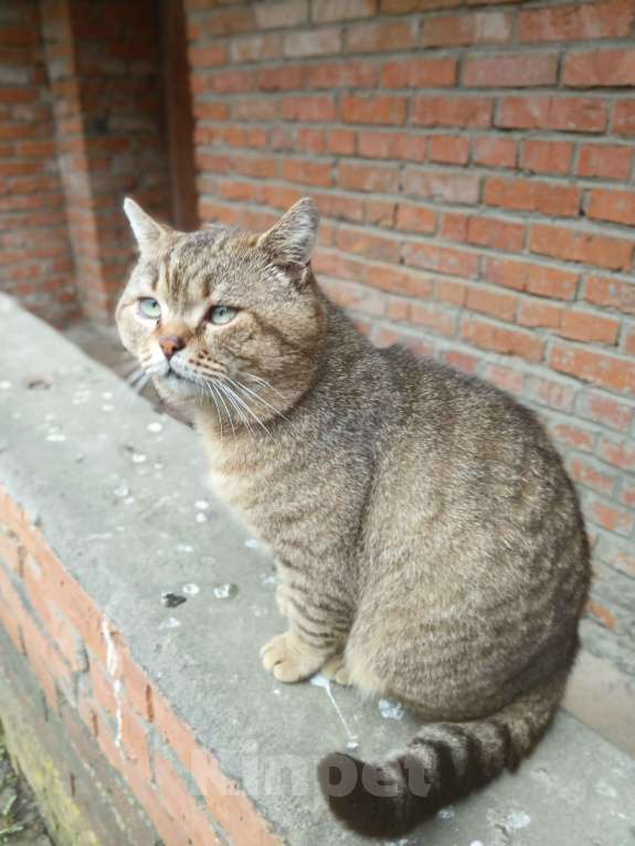 Кошки в Москве: Кот Мар ищет дом Мальчик, Бесплатно - фото 5