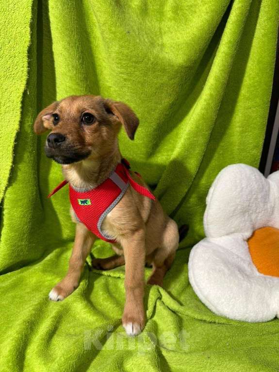 Собаки в Химках: Девочка  Девочка, Бесплатно - фото 5