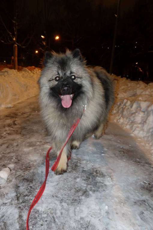 Собаки в Москве: Терри-Мак Из Воронцовского Дворца  Мальчик, 70 000 руб. - фото 5