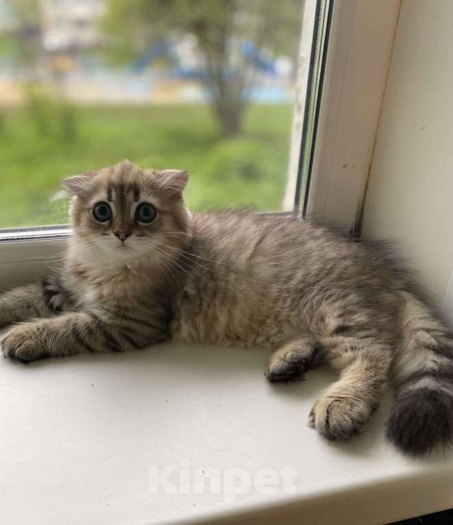 Кошки в Москве: Милаш Мальчик, 22 000 руб. - фото 4