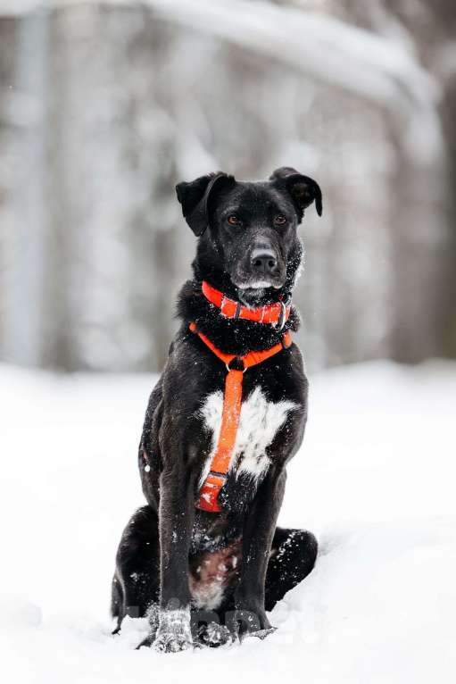 Собаки в Москве: Ваниль в поисках своей семьи! Девочка, Бесплатно - фото 6