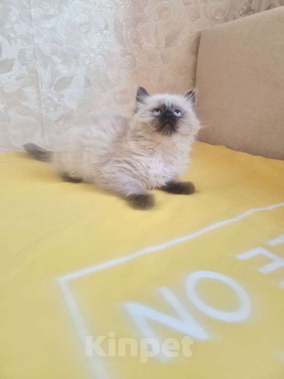 Кошки в Москве: Девочка Рэгдолл Девочка, 55 000 руб. - фото 1