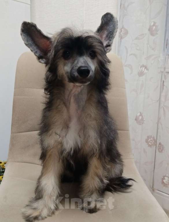 Собаки в Санкт-Петербурге: Пуховые мальчики китайской хохлатой собаки Мальчик, 25 000 руб. - фото 3