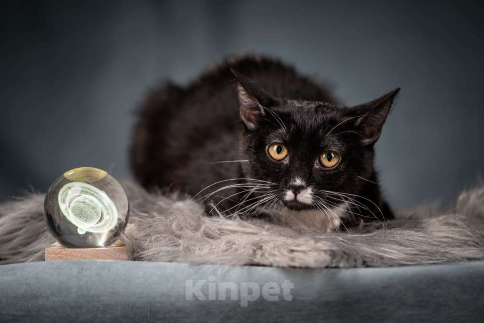 Кошки в Клине: Котюлька — очаровательная молодая кошечка Девочка, Бесплатно - фото 6