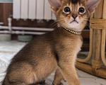 Кошки в других городах Московской области: Абиссинский котик  Мальчик, 75 000 руб. - фото 2