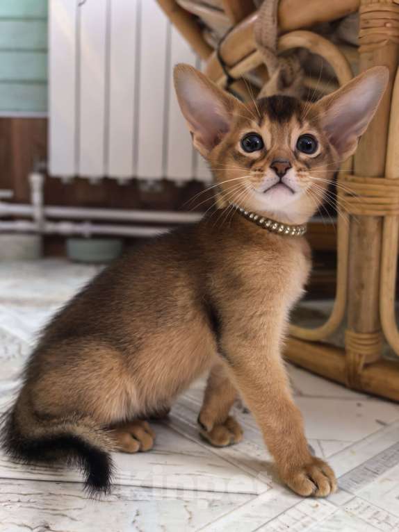 Кошки в других городах Московской области: Абиссинский котик  Мальчик, 75 000 руб. - фото 2