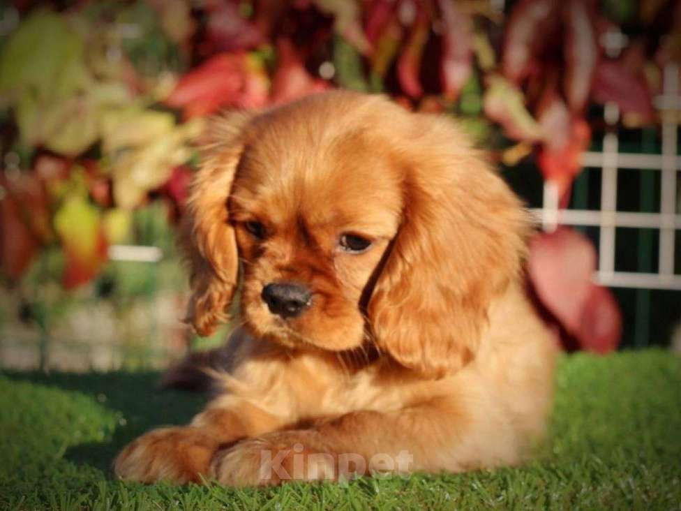 Собаки в Москве: Малыши кавалер кинг спаниель Мальчик, 75 000 руб. - фото 2