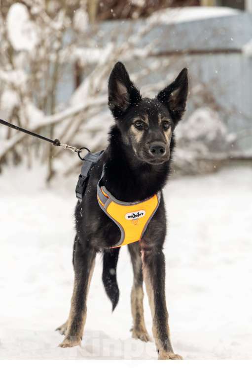 Собаки в Химках: Скромняшка Барс ждёт свою семью Мальчик, Бесплатно - фото 6
