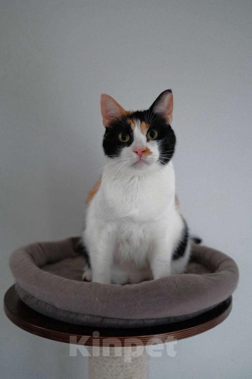 Кошки в Москве: Компанейская Дейзи мечтает о доме с вкусной едой Девочка, Бесплатно - фото 2