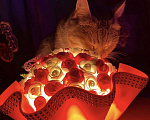 Кошки в Ульяновске: отдам в добрые руки кошку Девочка, Бесплатно - фото 4