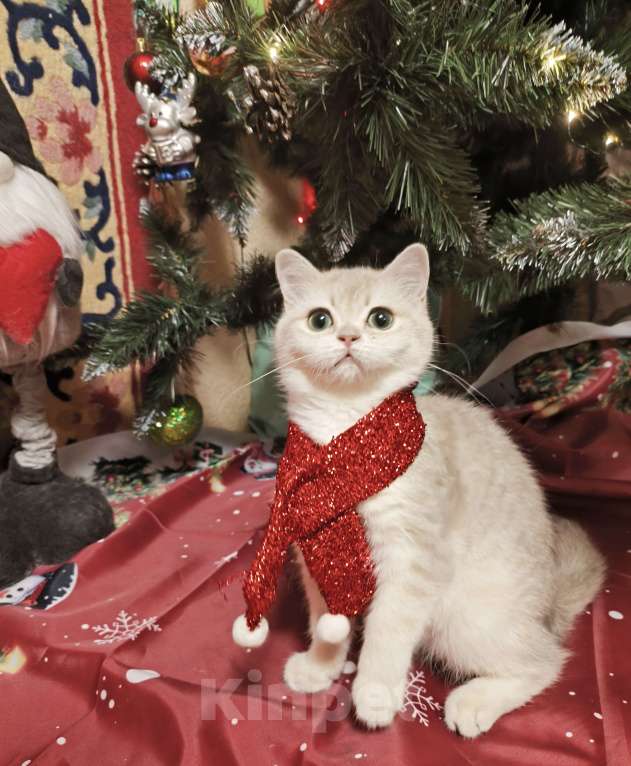 Кошки в Москве: Голубая золотая шиншилла Девочка, 40 000 руб. - фото 2