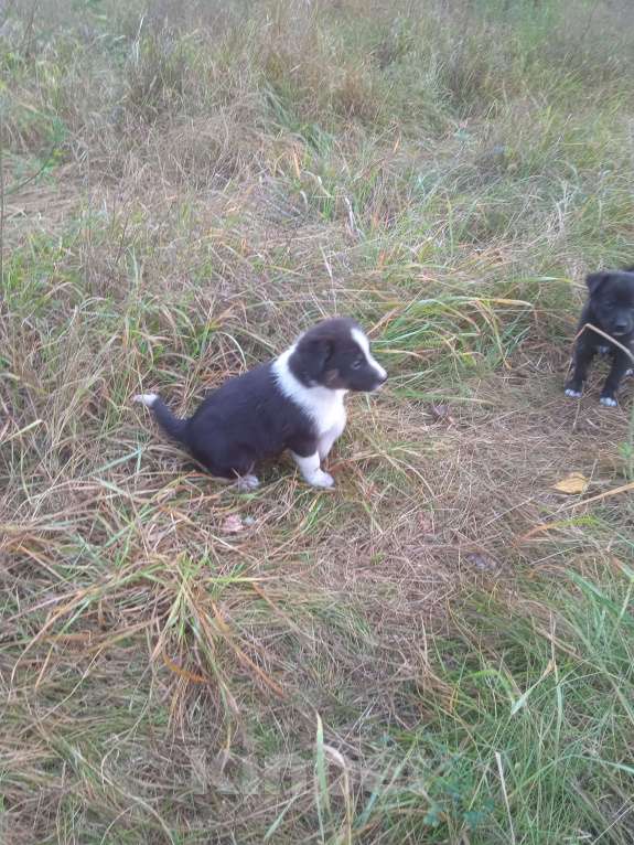 Собаки в Липецке: Очаровательные щенки  Девочка, Бесплатно - фото 5