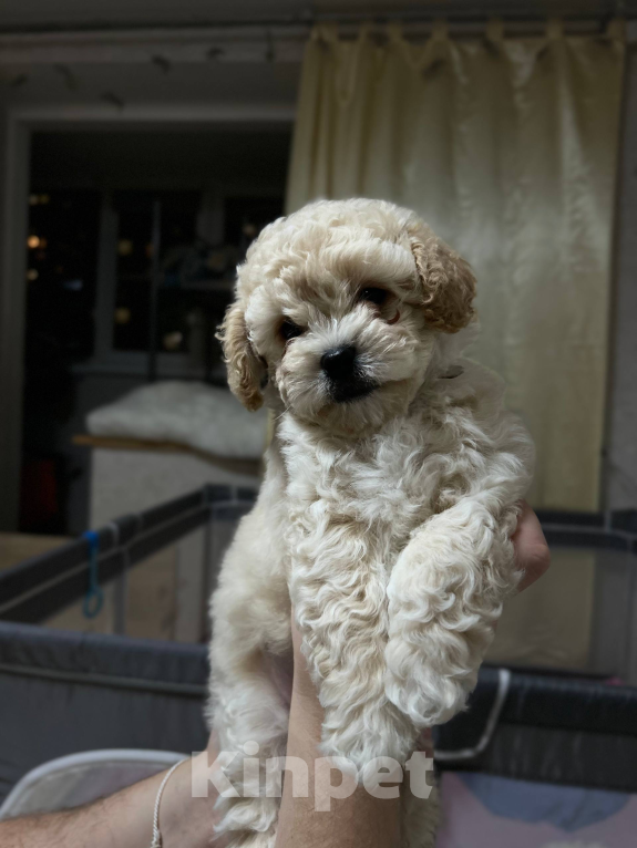 Собаки в Мытищах: Симба Мальчик, 70 000 руб. - фото 2