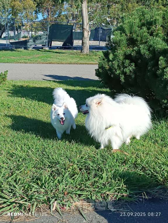 Собаки в Сочи: Белоснежный щенок японского шпица Мальчик, 30 000 руб. - фото 7