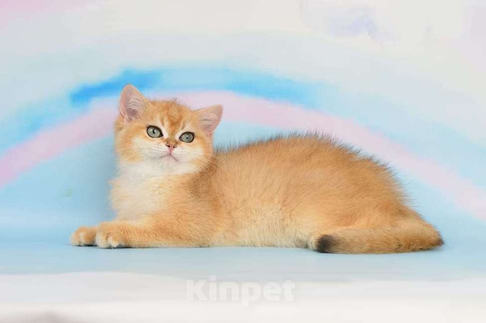 Кошки в Тамбове: Британская шиншилла  Мальчик, 80 000 руб. - фото 3