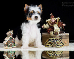 Собаки в Москве: Щенки Бивер терьера из питомника РКФ Мальчик, 40 000 руб. - фото 2