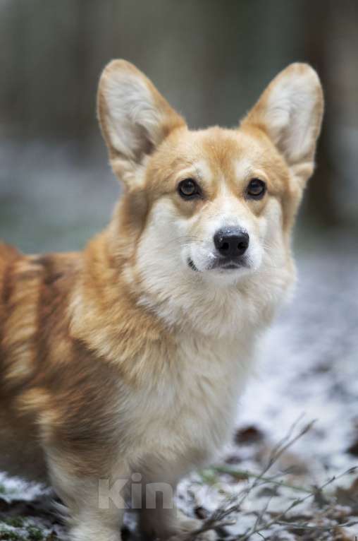 Собаки в Москве: Вельш корги пемброк девочка Девочка, 12 000 руб. - фото 3