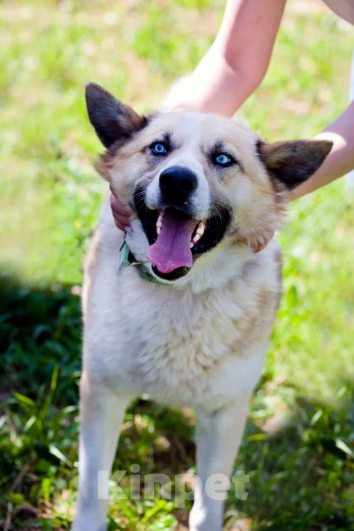 Собаки в Москве: Алмаз Мальчик, Бесплатно - фото 3