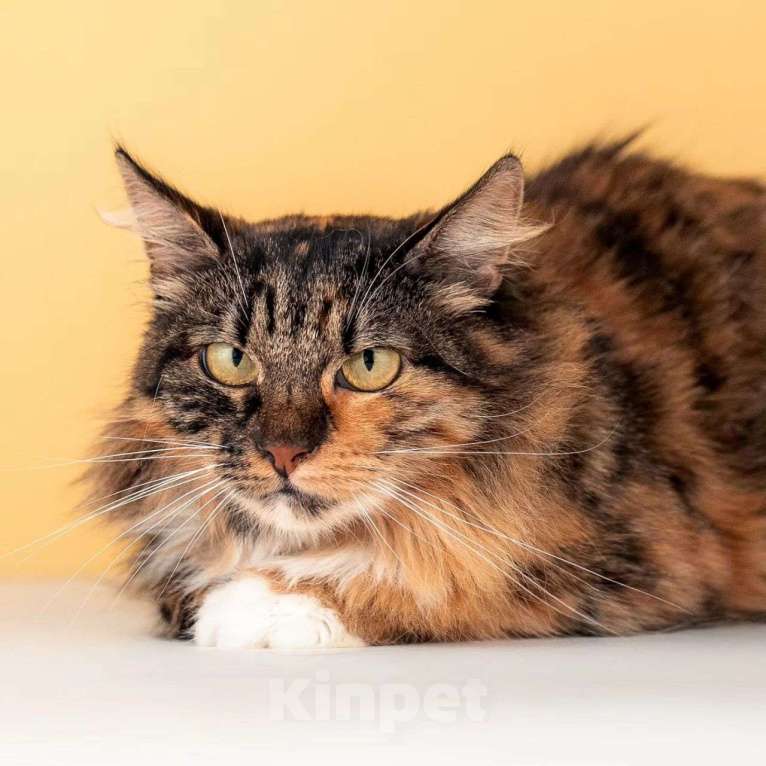 Кошки в Москве: Яркая кошечка Сайра в поисках дома Девочка, Бесплатно - фото 4