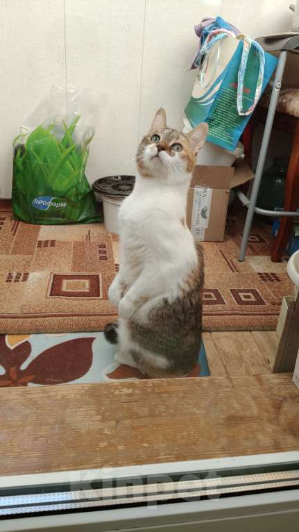 Кошки в Санкт-Петербурге: Умная чистюля Олимпия Девочка, Бесплатно - фото 5