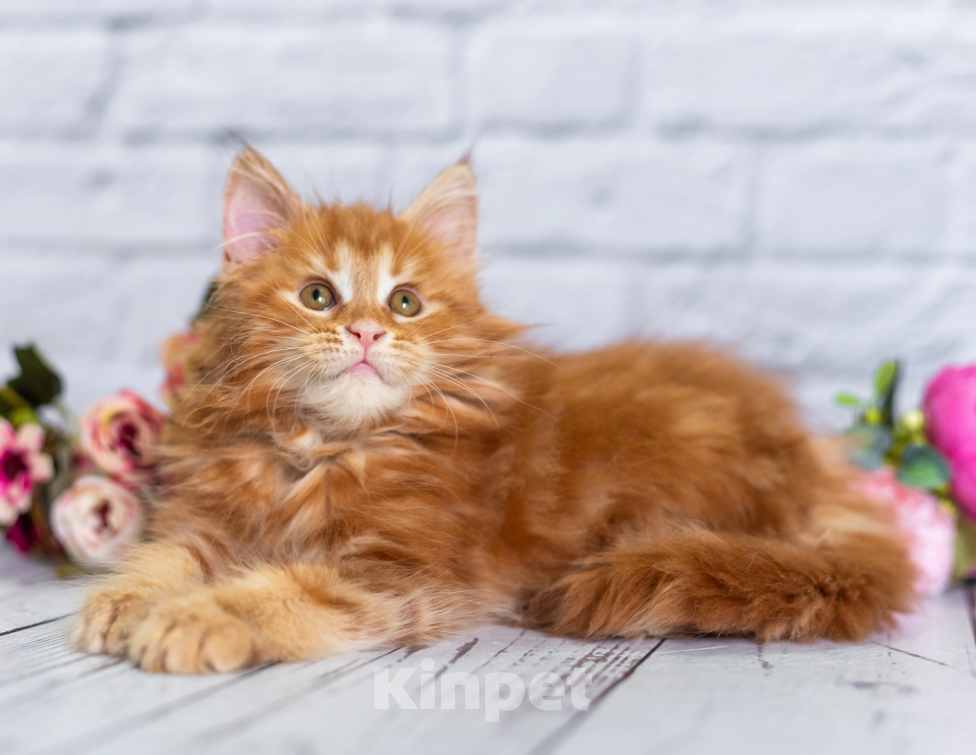 Кошки в Раменском: Муйн кун котятки Мальчик, 50 000 руб. - фото 5