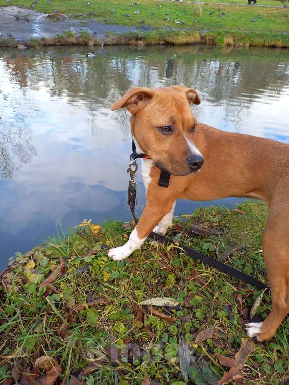 Собаки в Москве: Красивая умная девочка 5 мес. Девочка, 10 000 руб. - фото 3