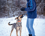Собаки в Солнечногорске: Собака-компаньон в дар Девочка, Бесплатно - фото 9