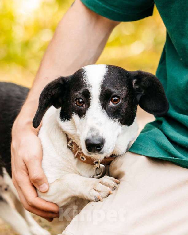Собаки в других городах Московской области: Ищу дом маленькой паре Девочка, Бесплатно - фото 10