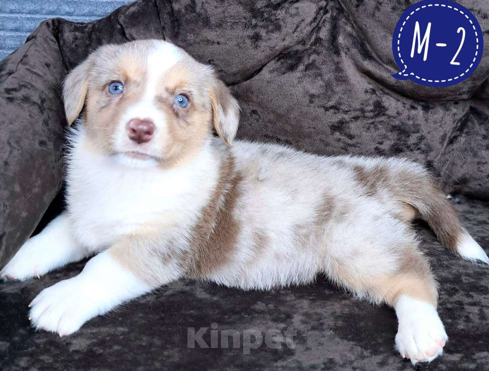 Собаки в Москве: Мальчик вельш-корги кардиган Мальчик, 60 000 руб. - фото 1