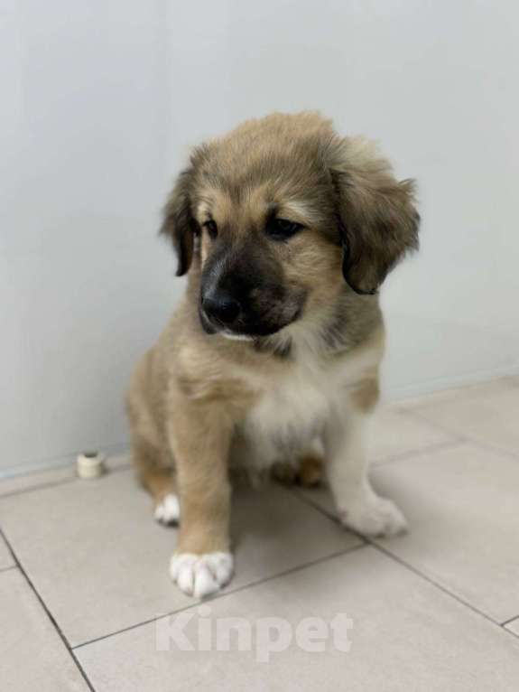 Собаки в Красногорске: Малышка Бель 3 месяца в добрые руки Девочка, Бесплатно - фото 1