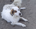 Собаки в Раменском: Пропала собака Девочка, Бесплатно - фото 3