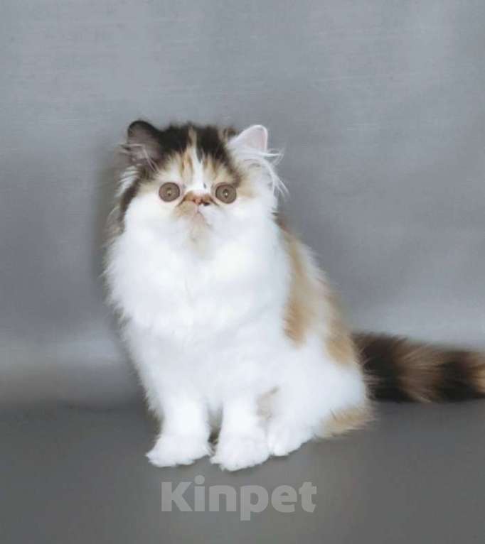 Кошки в Новосибирске: Персидская кошечка  Девочка, 35 000 руб. - фото 2