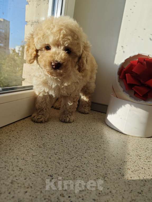 Собаки в Москве: Той пудель девочка  Девочка, 80 000 руб. - фото 5