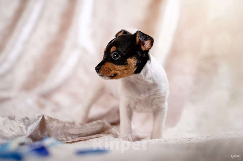 Собаки в Москве: Щенок той-фокстерьера, мальчик  Мальчик, 55 000 руб. - фото 2