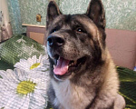 Собаки в Пскове: Вязка, 10 000 руб. - фото 2