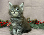 Кошки в Жердевке: Клубные котята мейн-кун, 20 000 руб. - фото 8