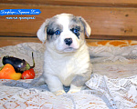Собаки в Москве: голубоглазые мраморные щенки вельш корги кардиган Мальчик, 50 000 руб. - фото 2