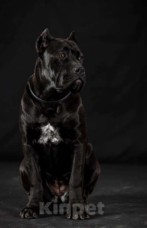 Собаки в Самаре: Кане Корсо изысканная класика Девочка, 45 000 руб. - фото 1