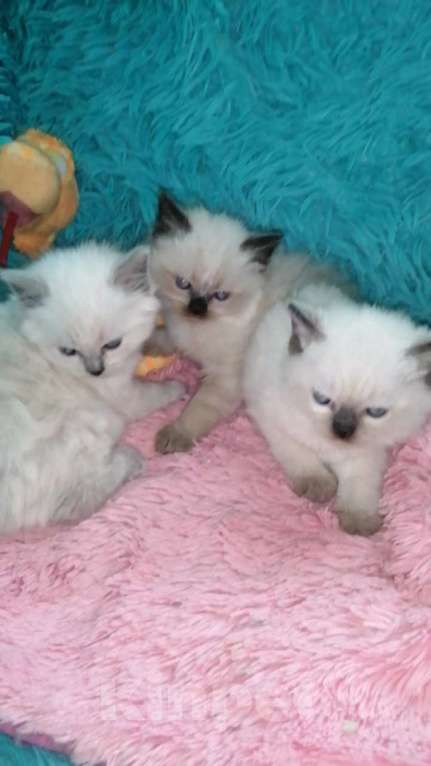 Кошки в Москве: Шотландские котята хайленд  Мальчик, 8 000 руб. - фото 3