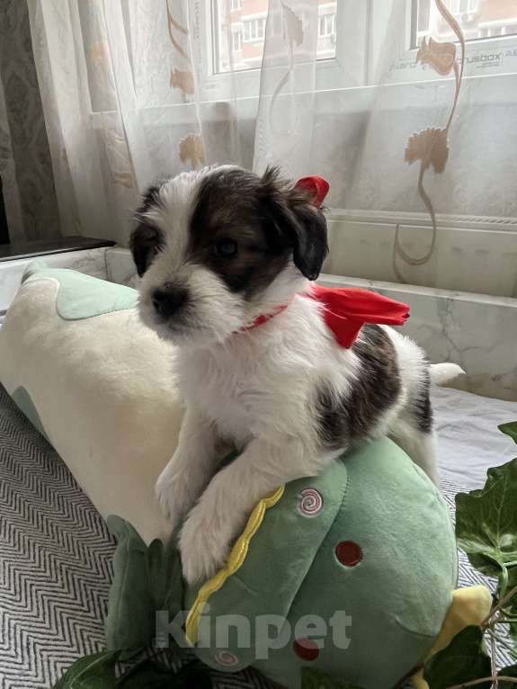 Собаки в Краснодаре:  Щенок эстонской гончей  Девочка, 3 000 руб. - фото 1