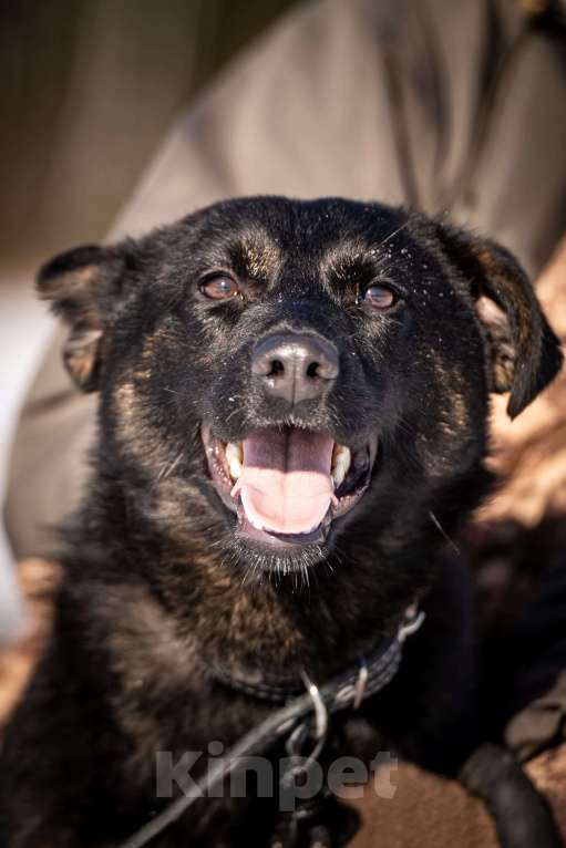 Собаки в Клине: Дейзи — позитивная собачка Девочка, Бесплатно - фото 3