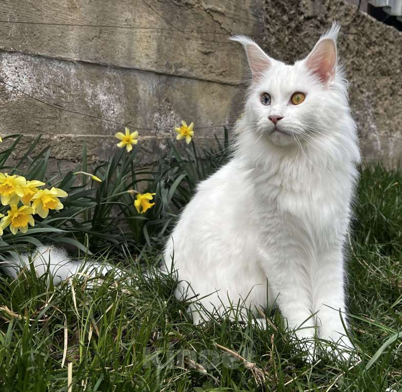 Кошки в Пятигорске: Питомник Affectionate miracle Девочка, Бесплатно - фото 4