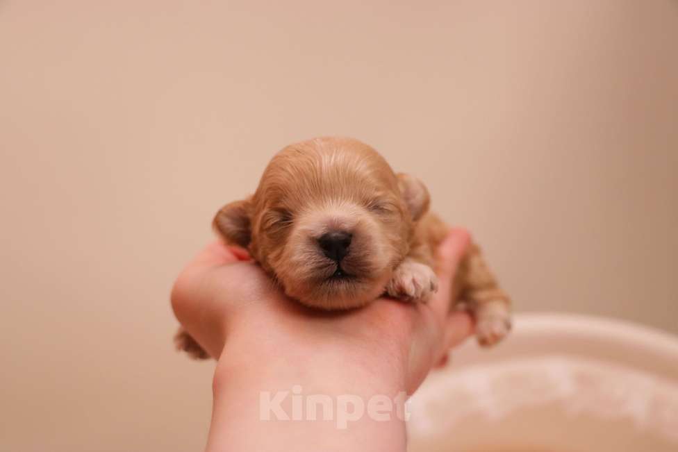 Собаки в Москве: Мальтипу мальчик микро Мальчик, 135 000 руб. - фото 4