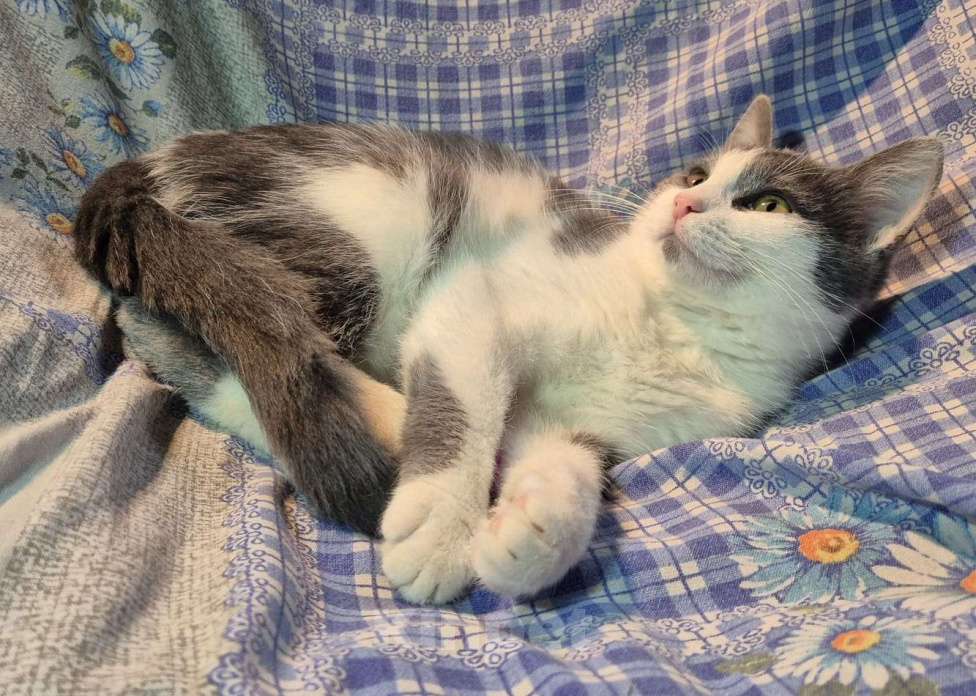 Кошки в Санкт-Петербурге: Ищет дом игривый Сёма Мальчик, Бесплатно - фото 6