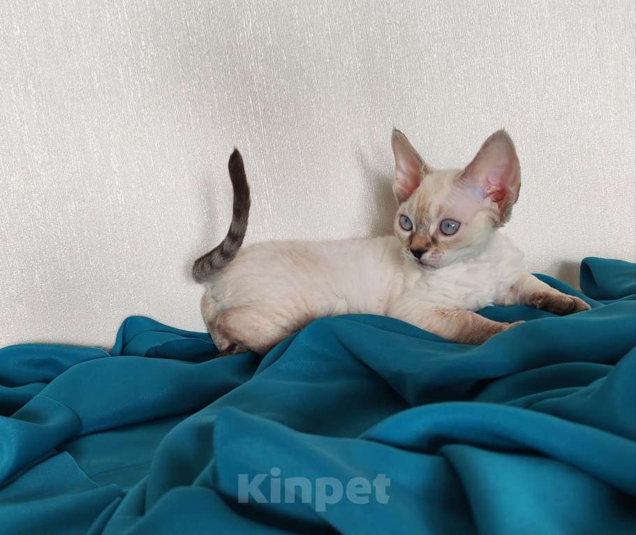 Кошки в Горячем Ключе: Котенок Девон Рекс девочка сил поинт табби с голубыми глазами Девочка, 60 000 руб. - фото 5