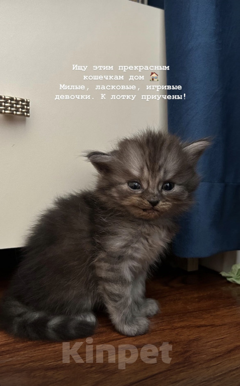 Кошки в других городах Дагестана: Котенок в добрые руки Девочка, Бесплатно - фото 1