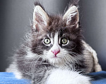 Кошки в Москве: Котёнок мейн-кун Veyron Velvet Fang — ручной красавец с кисточками Мальчик, 80 000 руб. - фото 2
