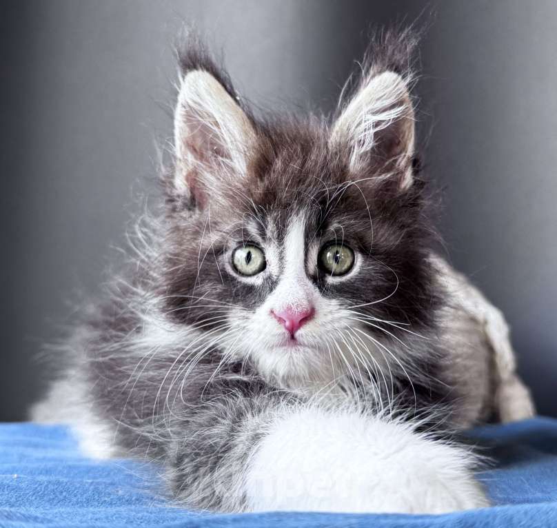 Кошки в Москве: Котёнок мейн-кун Veyron Velvet Fang — ручной красавец с кисточками Мальчик, 80 000 руб. - фото 2