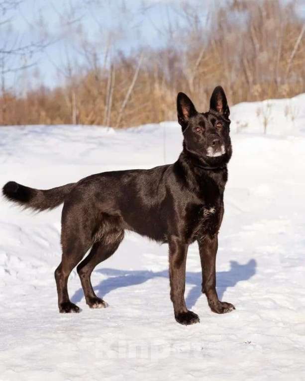 Собаки в Москве: Рада ищет свой дом Девочка, Бесплатно - фото 6