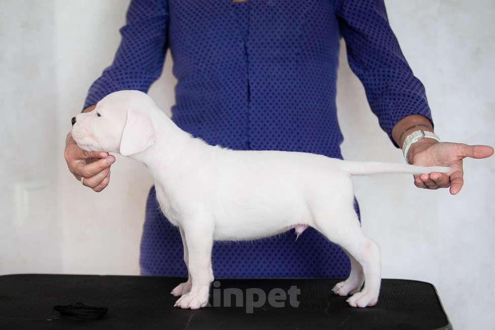 Собаки в Челябинске: Аргентинский дог щенки Мальчик, Бесплатно - фото 6